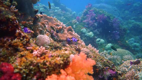 Camera flying through a colorful healthy coral reef with a lot of reef fish. Camera also passes an anemone with some guarding clown fish. This is shot in Misool, Indonesia, one of the last paradises.