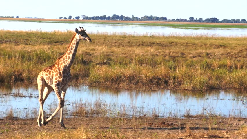Giraffes at the water. Riverfront, Chobe National Park, Botswana.