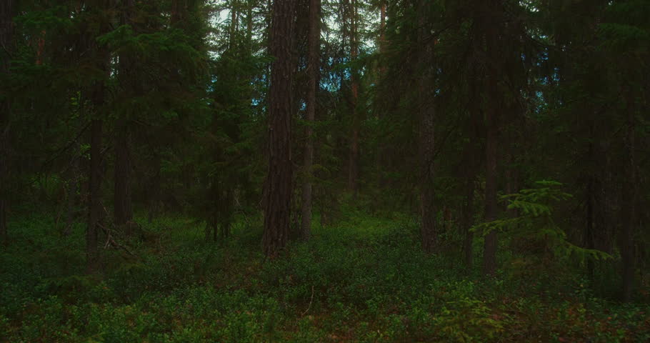 Dense forest in Finland. Spruce forest.
