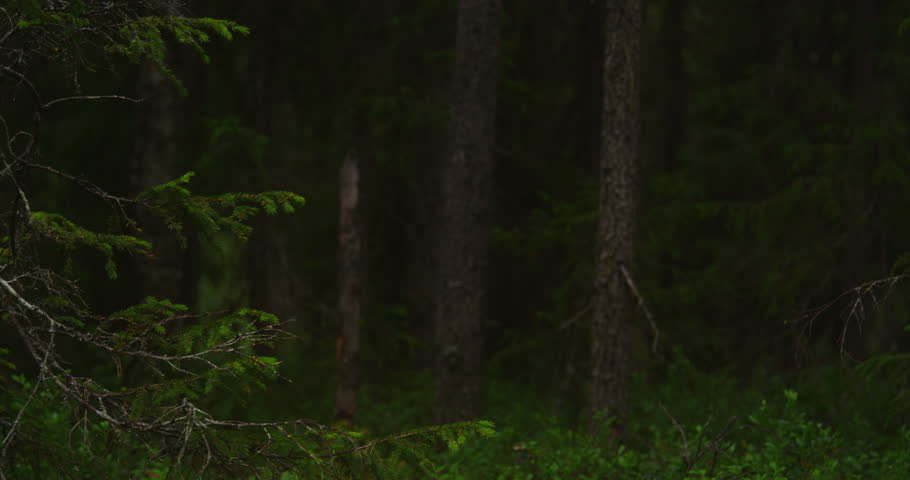 Dense forest in Finland. Spruce forest.