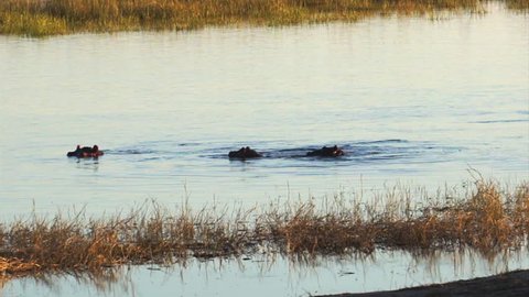 Hippos in the water. Riverfront, Chobe National Park, Botswana.