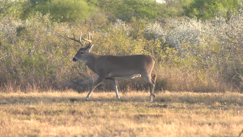 Whitetail deer in texas,