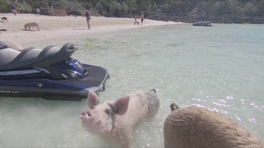 Group of wild pigs play in the sand on island in the Bahamas. Swimming pigs beg for food while surrounding small boat and jet skis.