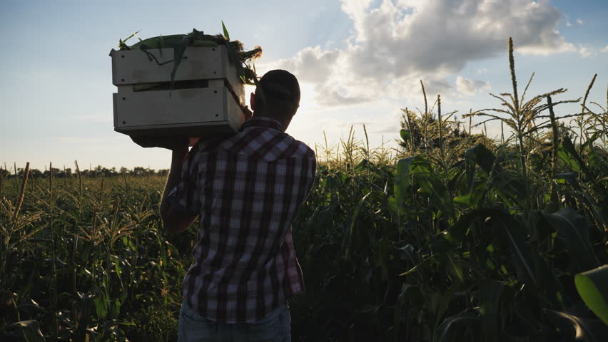 Steadicam shot of young farmer going on the field with a full wooden box of corn at sunset. Real working process of picking harvest on the organic eco farm, slow motion. Royalty-Free Stock Footage #1013522702