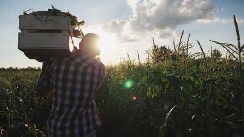 Steadicam shot of young farmer going on the field with a full wooden box of corn at sunset. Real working process of picking harvest on the organic eco farm, slow motion.