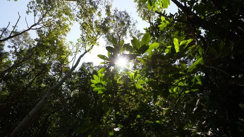 Bush branch with large leaves against forest canopy, sun light flick through palm. Low angle shot of sparse tangles at bottom layer, tall trees rise high seen on background