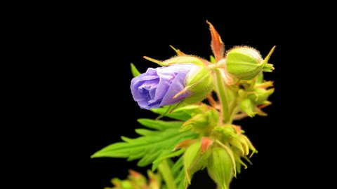 Time lapse of Meadow Cranesbill flower on black background