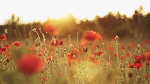 Beautiful camera movement of a poppy field in slow motion and with lens flare