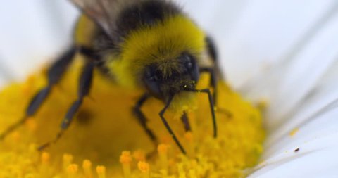 Honey bee feeding collecting pollen close up white flower amazing pollinators
 스톡 비디오