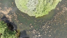 Picture taken with the drone from the flight over a strongly chewed pond with the shore of an island densely covered with trees and bushes and a fishing jetty. 
