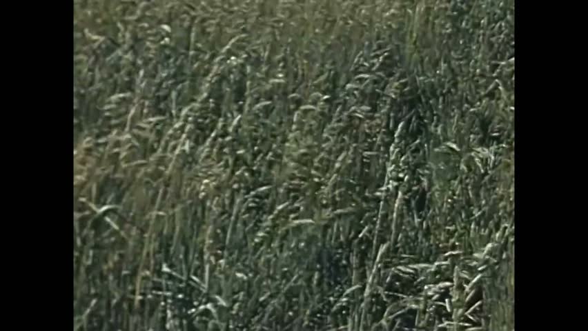 CIRCA 1950 - New plant mixtures are devised in grassland farming.