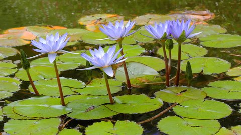 Lotus Flower in Lake