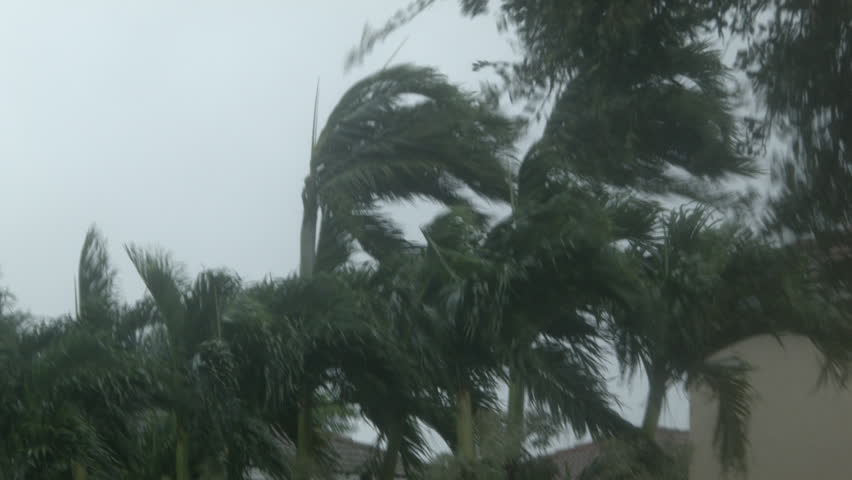 Medium wide shot of palm trees being blown by winds in hurricane | Shutterstock HD Video #1013540405