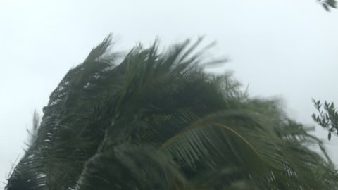Closeup of palm tree being lashed by hurricane winds