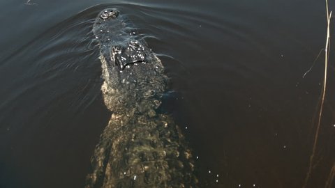 Close-up of alligator's head as it swims away from camera. As gator swims shot reveals entire body in wide shot. Great detail of alligator skin texture glistening in sunlight.