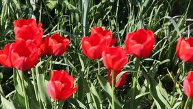 Close up of red tulips flowering in spring sunshine.