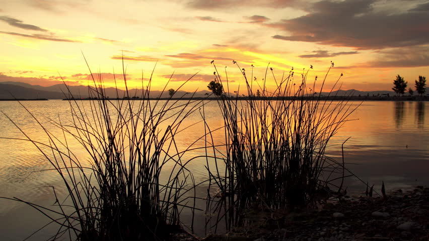 Relaxing view through reeds durning colorful sunset reflecting in Utah Lake.