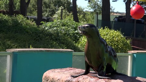 Seals in captivity Zoo swimming and performing on a summer day England 4K