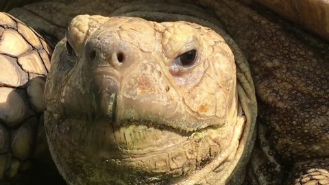 Turtle's face close up in bright sunlight with eyes blinking intermittently and slight head movements. 