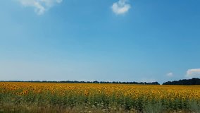 Field of the sunflowers in the summer. Beautiful thunder clouds over the field, shooting from a car that goes on the road along the ground. Insects and birds fly, Day, Dynamic scene, 4k video
