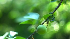 Fresh Organic Apples hanging on Branch on apple tree in a garden garden. Green apple close-up. Organic Fruits growing in orchard, closeup. Slow motion 4K UHD video