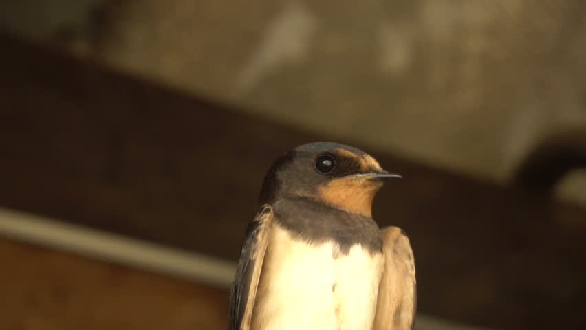 Young Barn swallow sitting on wire.