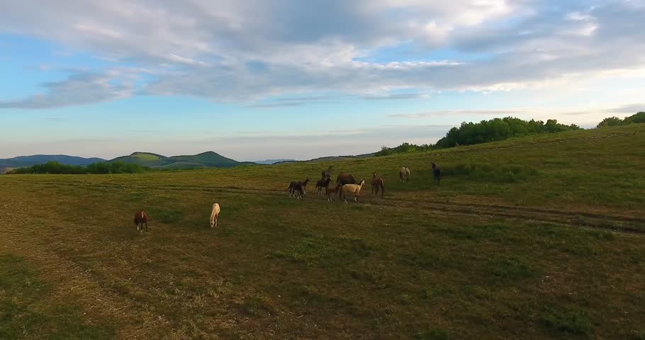 Aerial panorama pictorial hilly landscape and herd of wild horses grazing at dawn under boundless sky with sunrise light