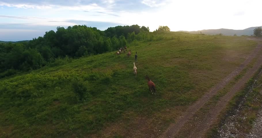 Aerial motion pictorial hilly landscape and herd of wild horses runs in the mountains at dawn under boundless sky with sunrise light