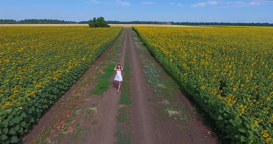 Back aerial flight, cute brunette girl with gorgeous curly hair in white sundress walks along rural road between two pictorial fields of sunflowers on background of forest under boundless blue sky