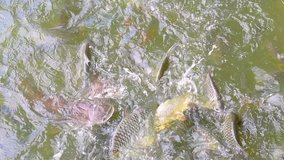 Slow motion video of fish in the water, Thailand.