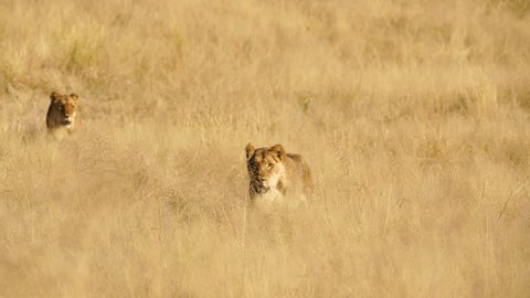 Two female lions move through the grass quickly in search of food or stalking prey in South Africa.