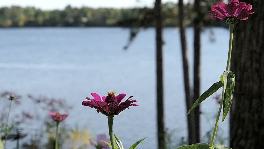 Humming bird flies from flower to flower by the lake to get its nectar.