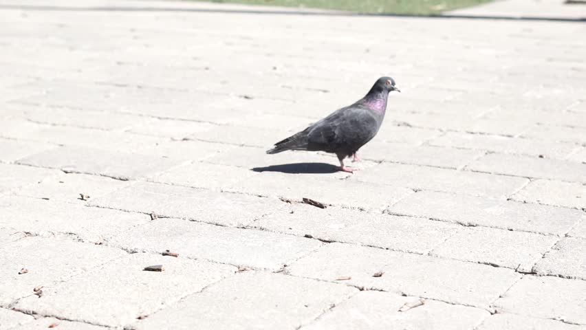 City pigeons in a park in Toronto.