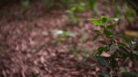This video was shot with a Mirrorless camera at 1080p with a lens that has swirly bokeh. It is a video of a forest with leaves on the ground and a plant in focus.