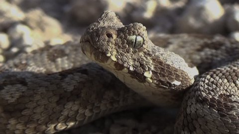 Albany Adder Snake One Rarest Snakes Stock Footage Video (100% Royalty ...