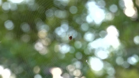 A beautiful cinematic locked down shot of a spider. Spider resting on web own in the jungle. 4K, UHD, 50fps,Closeup, Shallow depth of fields.	