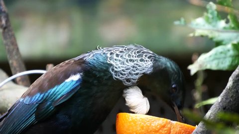 A native New Zealand Tui bird feeding on an orange.
