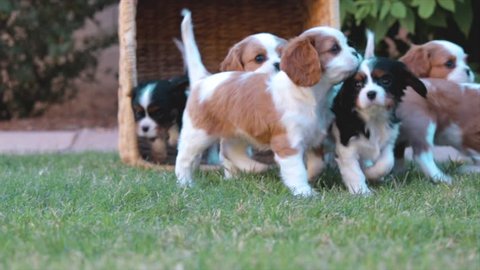Beautiful Puppies Running in Field of bright green grass after being poured from a brown wicker basket on a warm day. Cute Dog Litter Video for animal breeders.