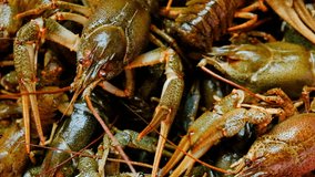 Live fresh crayfish close-up. Seafood background. 4k video
