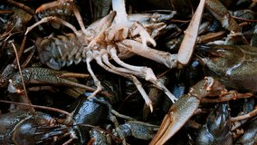Live fresh crayfish close-up. Seafood background. 4k video
