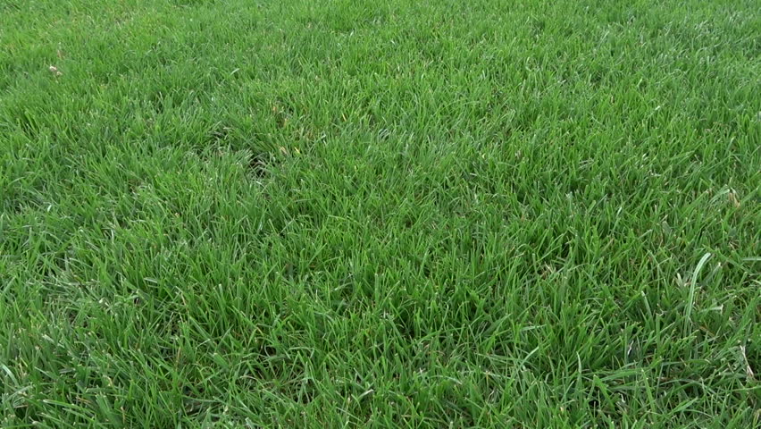 Closer Stock Footage, Rey S Grass Farming