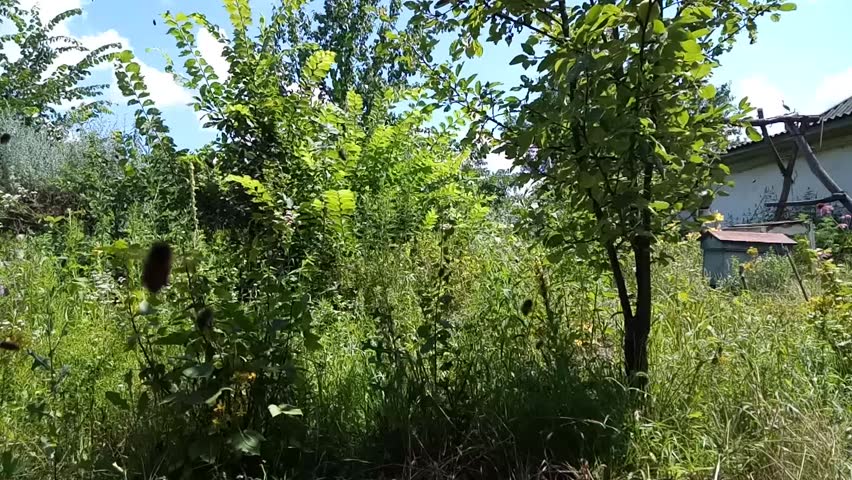 Movement of bees to entrance to the hive and from it.
Bee, honey bee, insect, animal, bees, fly, hive, entrance, colony, family, work, nectar, pollen, movement, oncoming movement, direction, aspiratio