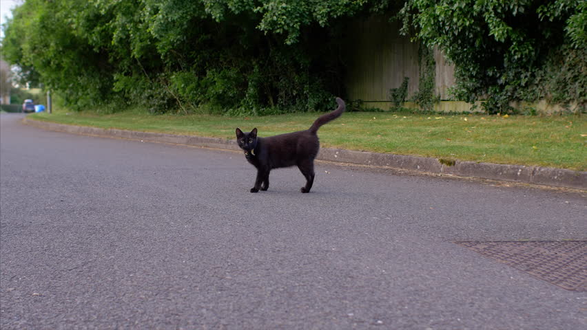 An inquisitive black cat standing in the middle of the road.