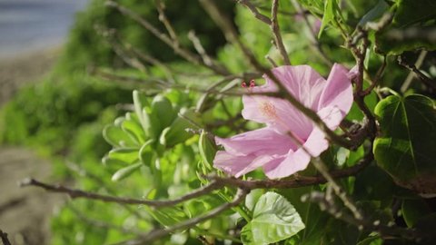 Light pink Hibiscus near the shore in Hawaii.