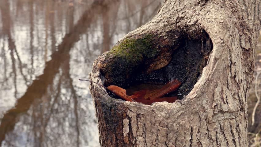 A tripod shot of a tree trunk filled with water on the edge of a river. This shot was taken during fall so leaves are falling. Midway through a leaf falls into the hole in the tree.
