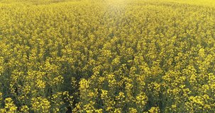 Field with blooming yellow rape. 4K aerial drone video clip against the sun.