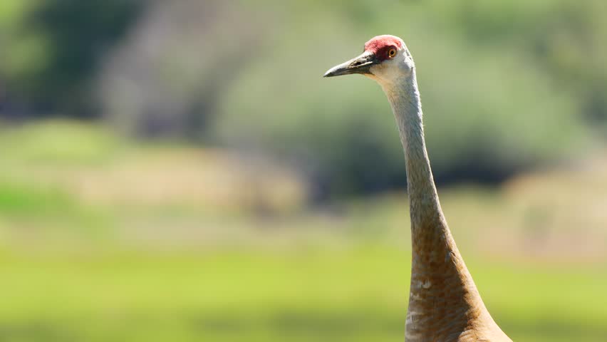 Beautiful Sandhill Cranes at golden hour in a lush green field