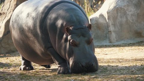 Animal Shit Stock Video Footage 4k And Hd Video Clips Shutterstock