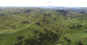 Sheep on grass farmland in the idyllic hills of countryside of north island of New Zealand. Aerial drone footage video.