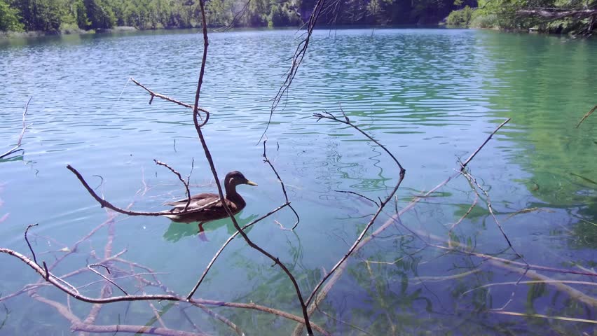 Duck swimming in crystal clear waters of Plitvice Lakes National Park over fishes